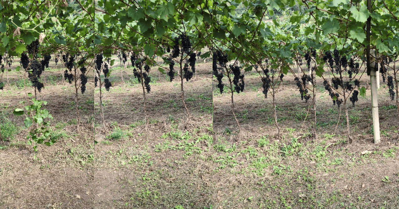 Image Matching Challenge 2025 振り返り会で発表してきた